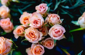 cremation services in Fort Myers, FL